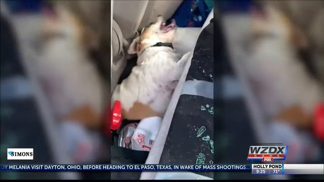 Please, do not leave your pets in a hot car смотреть онлайн