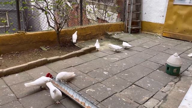 Tüm Beyaz Mardin Güvercinleri Dışardan Uçurdum ( Emir Şal Kuşları ) смотреть онлайн