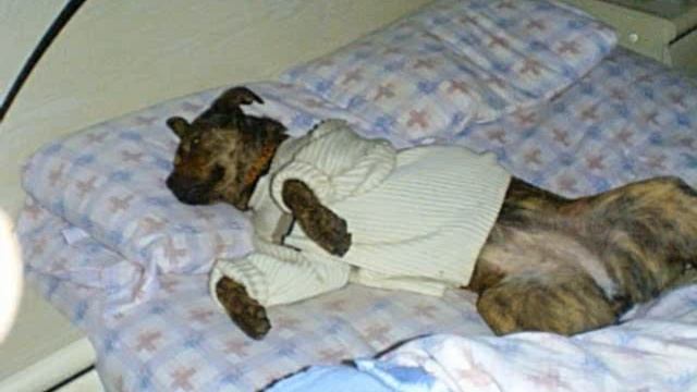 LA VIDA DE LAZY.wmv смотреть онлайн