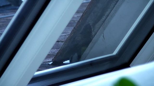Blue Tit living above the bay window смотреть онлайн