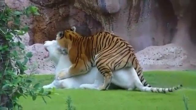 white jaguar , tiger, white panther, lion vs tiger black jaguar смотреть онлайн