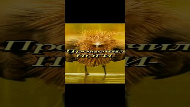 #Главное правило осени💯👍 смотреть онлайн