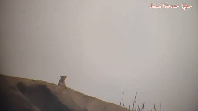 #JawaiRoadTrip2021 JAWAI / Leopard Sighting / Jeep Safari / Road Trip 2021 / Episode 3 смотреть онлайн