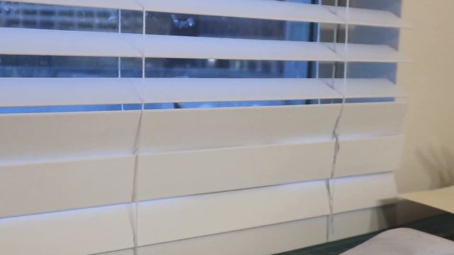 cat vs. window blinds: why are you in there? смотреть онлайн