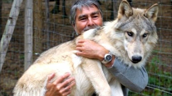 Старик спас и приютил у себя стаю волков! И вот что произошло дальше...