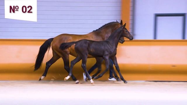 2. Pelle T (Cape Coral RBF Z x Ukato x Ekstein) смотреть онлайн