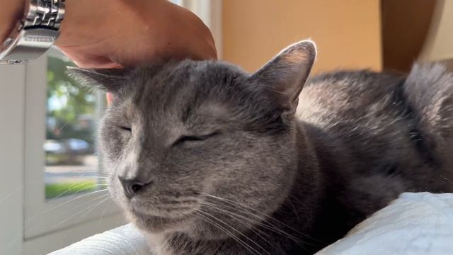 Cat sits on sofa watching cars pass by out the window смотреть онлайн