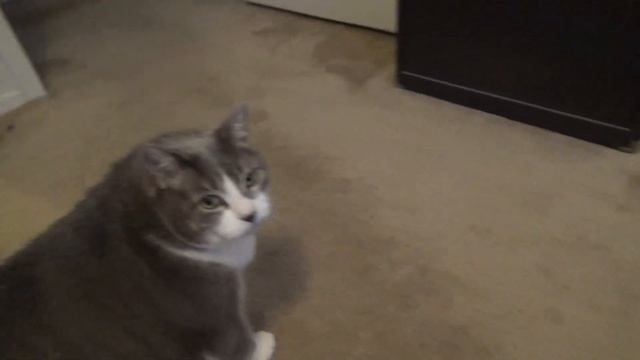 Before Cat Penny there were Pepe and Mewly смотреть онлайн