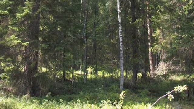 Тешитчысь Висьӧл.wmv смотреть онлайн