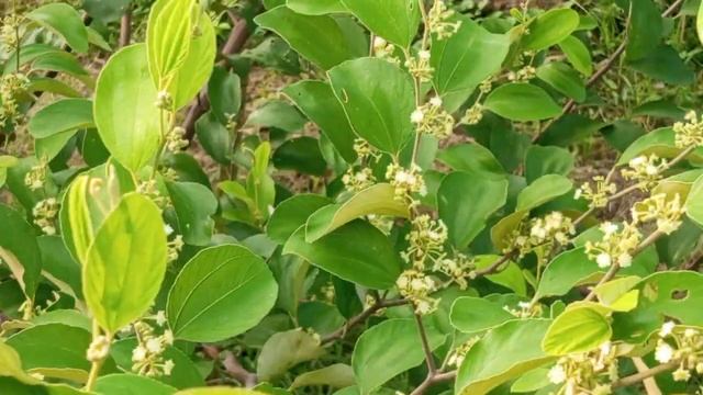 ধারাবাহিকভাবে ফুল থেকে গুটি হওয়ার কাজ চলছে ball Sundari Red Apple bar смотреть онлайн