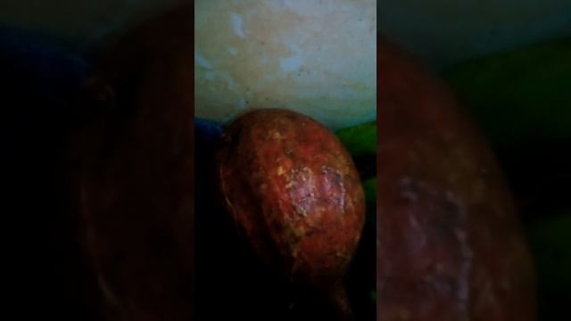 Eat Healthy Carbohydrates (Energy Giving Foods) смотреть онлайн