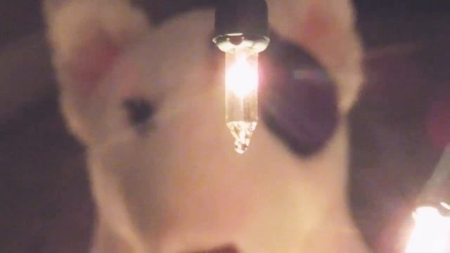 Bite WMV смотреть онлайн