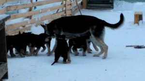 Тоська с щенками А