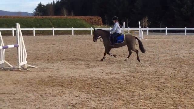 Pops 128cm 11 year old gelding 1m смотреть онлайн