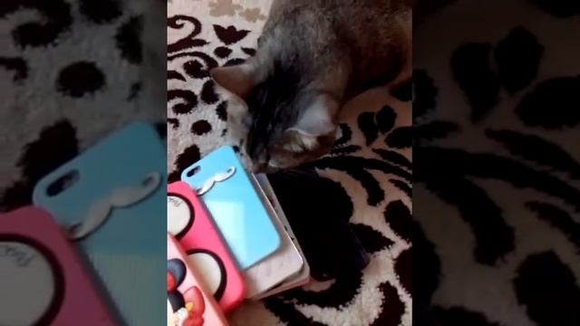 Чехлы на Iphone 5s (хотя я сказала 4) смотреть онлайн