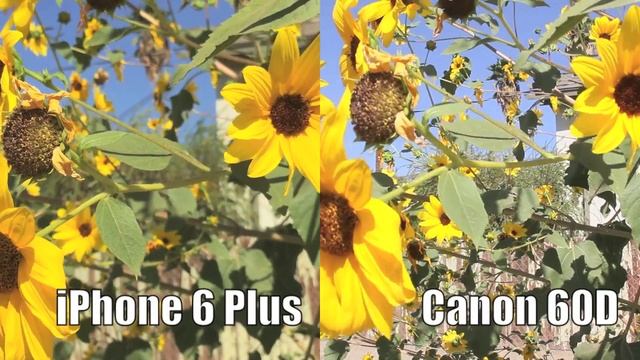 Apple iPhone 6 Plus Vs Canon 60D смотреть онлайн