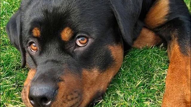 Planet Dog смотреть онлайн