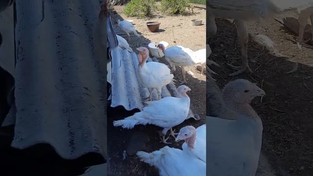 индюки хайбрид конвертер смотреть онлайн