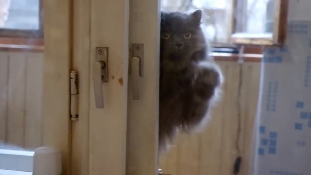 Кота забыли на балконе. смотреть онлайн