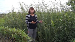 Русская ива. Видео-обзор двух сортов ивы: Литовская и Волчниковая.