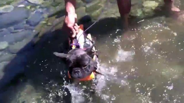Sophie French Bulldog Swimming Lesson