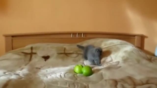 This Kitten Thinks these Apples are Hostile - So Funny!! смотреть онлайн