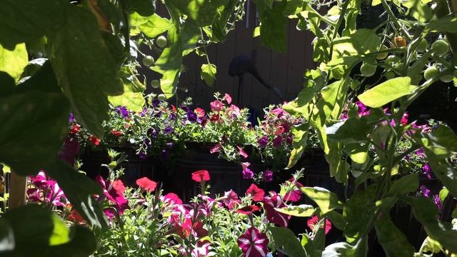 Magic Garden (window swap) смотреть онлайн