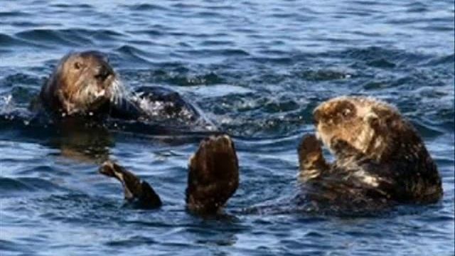 SUSAMURUNUN AŞKI (C Tanrikorur) _ Talat ER + Tahir AYDOĞDU смотреть онлайн