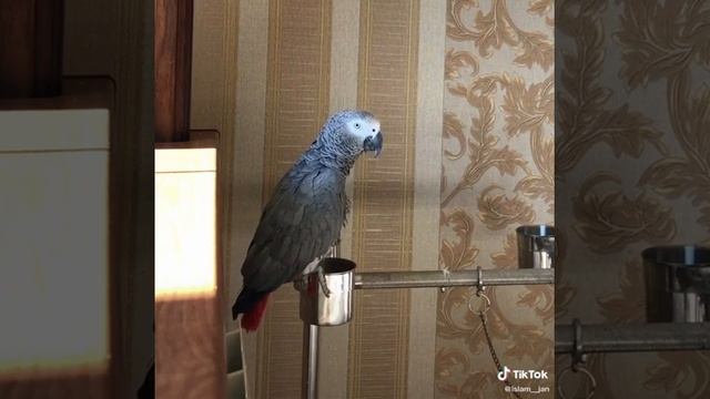 jakuy gapiradigan to'ti 2 смотреть онлайн