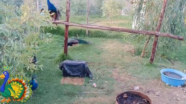Have a nice trip to the Peacock and Duck Park / Very nice weekend 🦚🦢🦆🐔🐓🐤🐥 смотреть онлайн