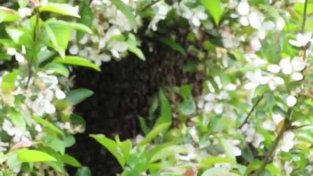 Bee swarm in the crab apple tree смотреть онлайн