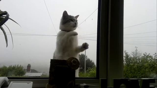 Cat doing some housework смотреть онлайн