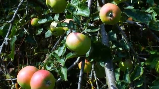 Eight health benefits of apples/An apple a day keeps the doctor away смотреть онлайн