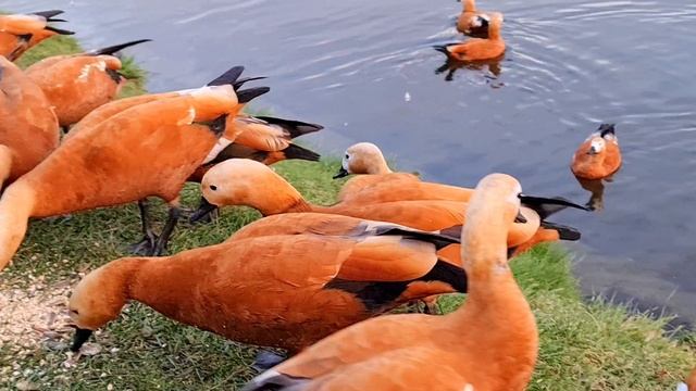 #Осень #2024 в #Царицино. #Москва. #Огари #удивляют и #радуют #людей. #Красивые, #ручные #утки. смотреть онлайн
