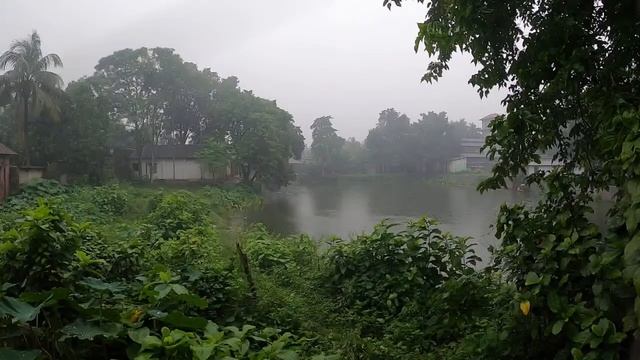 Streaming Live from my Window (Morning rain) смотреть онлайн