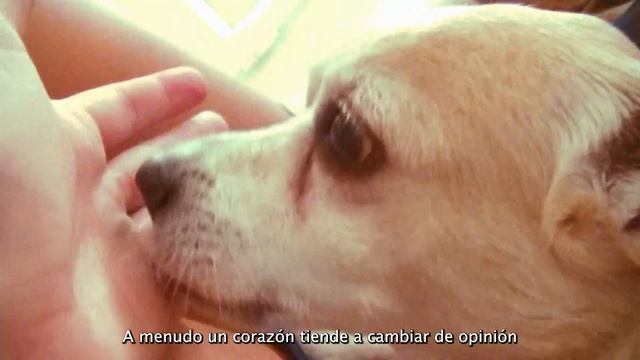 Mac Demarco - This old dog - Tokyo & Paula (Subs español) смотреть онлайн