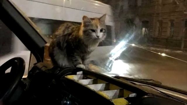 Замерзающая кошка запрыгнула в маршрутку. Но посмотрите, что сделал водитель… смотреть онлайн