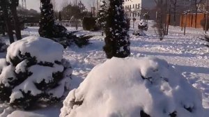 Чай Greenfield. Коллекция из 30 видов.