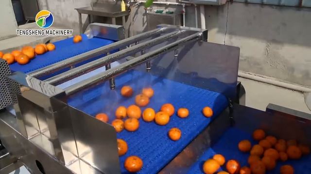 1500KG/H Orange Selection Fruit And Vegetable Processing Line смотреть онлайн