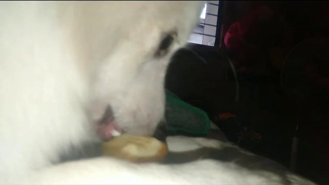 DOG EATING APPLE | SHEENYMIX смотреть онлайн