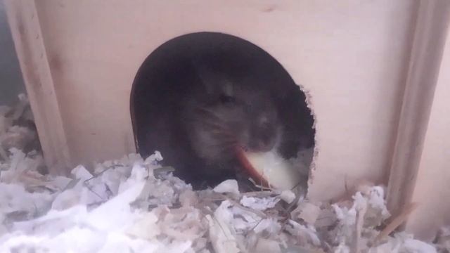 She like apples 🍎 смотреть онлайн