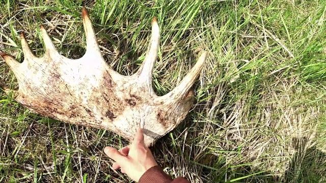 Нашел рога и за ними электродвигатель смотреть онлайн