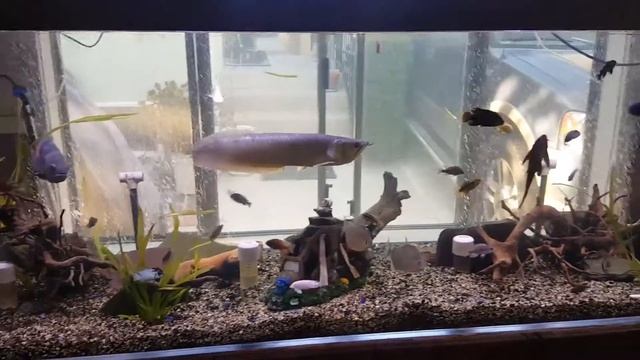 300 gallon freshwater arowana and cichlid tank смотреть онлайн