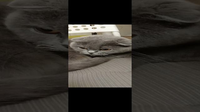 кошка #shorts (17 часть)