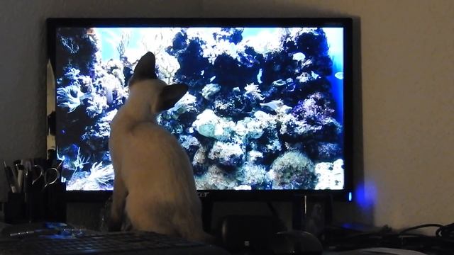 Cat loves Screensaver Aquarium смотреть онлайн