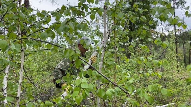Пеший поход по маршруту лагерь Радуга - Ботанический Сад//Якутск, июнь 2023 смотреть онлайн