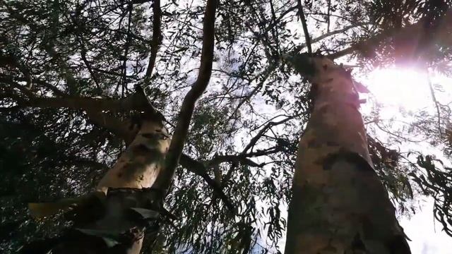 kirtipur bridge, makwacha - into a nature / short video (Android) смотреть онлайн