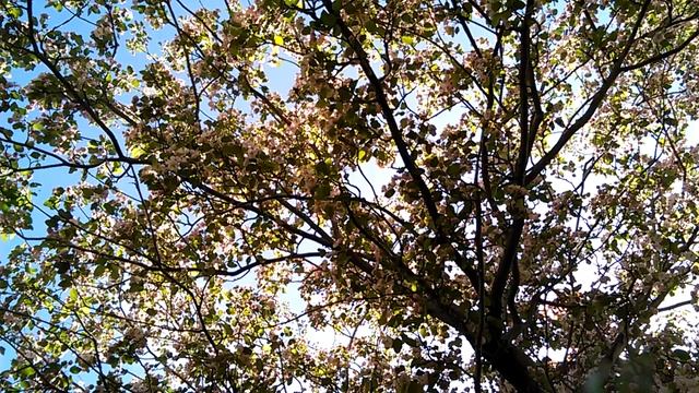 Crab-apple Tree смотреть онлайн