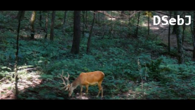 WP7 XNA Game Preview - Fierce Game Hunting смотреть онлайн