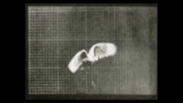 muybridge-bird смотреть онлайн